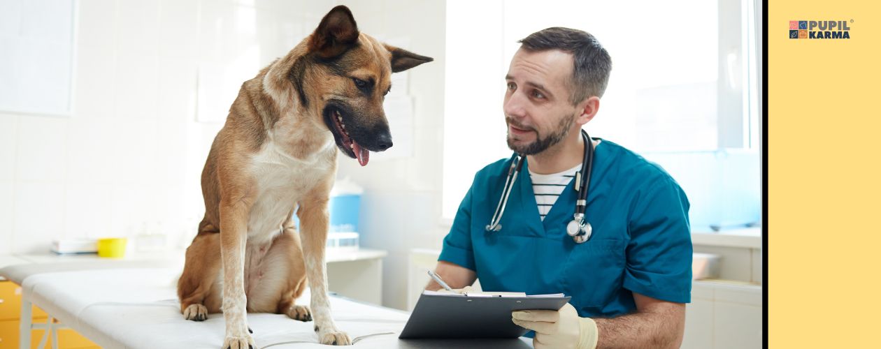 Zasięgnij porady lekarza weterynarii. Zdjęcie gabinetu, siedzącego psa i młodego weterynarza. Logo pupilkarma. 